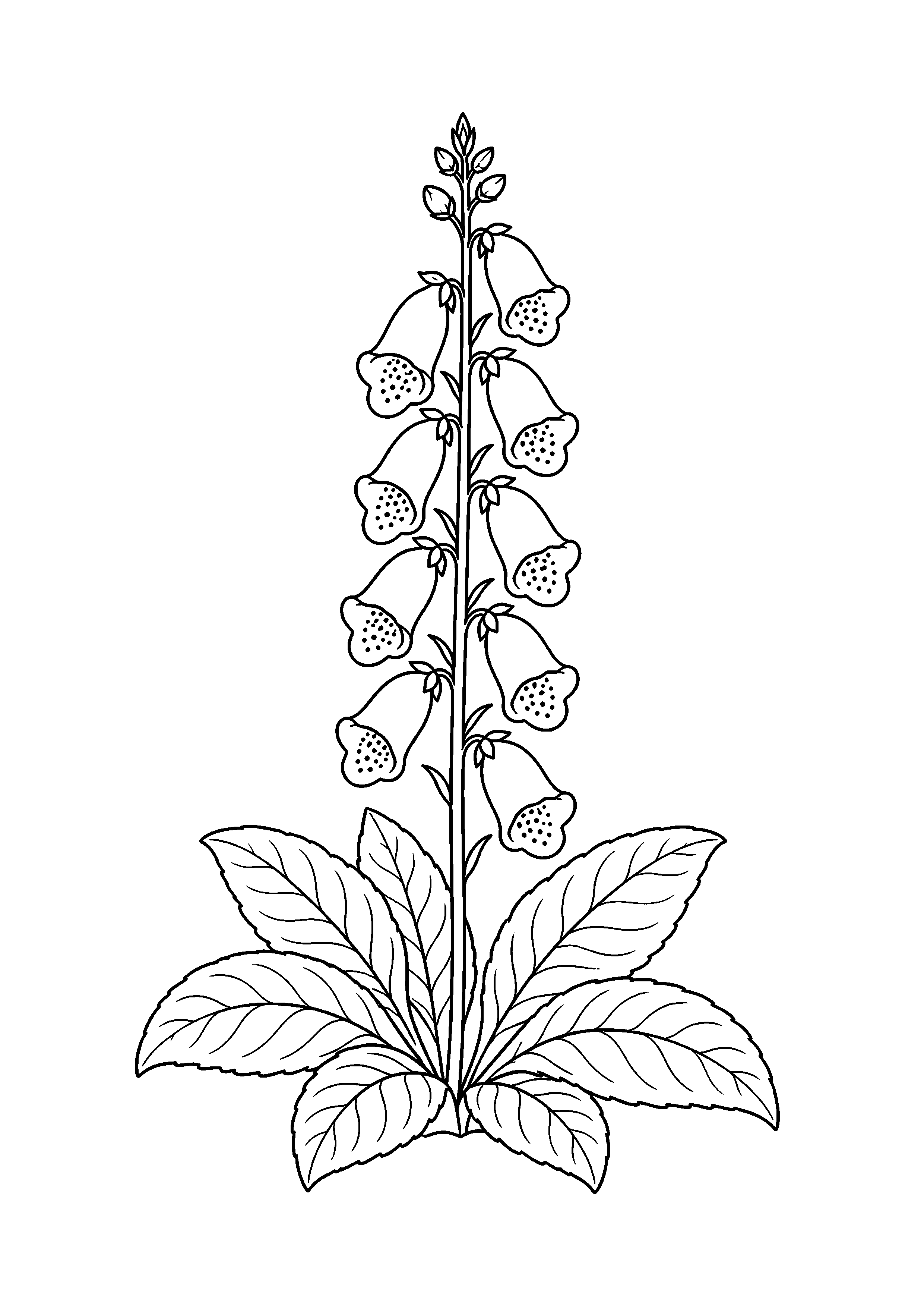 Naparstnica – kolorowanka – czarno-biała kolorowanka
