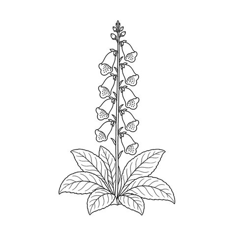 Naparstnica – kolorowanka – czarno-biała kolorowanka