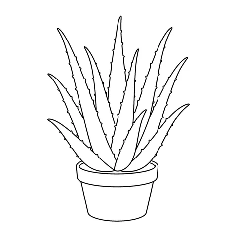 Aloes – kolorowanka – czarno-biała kolorowanka dla dzieci